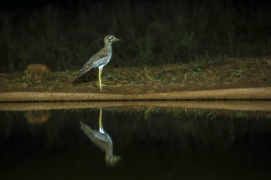 Güney Afrika 'daki Büyük Kruger Ulusal Parkı' nda, Burhinidae familyasından Specie Burhinus vermiculatus 'ta gece su birikintisi boyunca diz boyu uzanan su. 