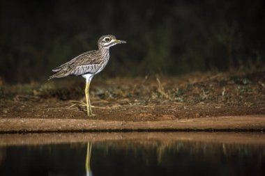 Güney Afrika 'daki Büyük Kruger Ulusal Parkı' nda, Burhinidae familyasından Specie Burhinus vermiculatus 'ta gece su birikintisi boyunca diz boyu uzanan su. 