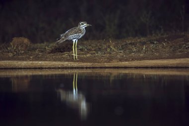 Güney Afrika 'daki Büyük Kruger Ulusal Parkı' nda, Burhinidae familyasından Specie Burhinus vermiculatus 'ta gece su birikintisi boyunca diz boyu uzanan su. 