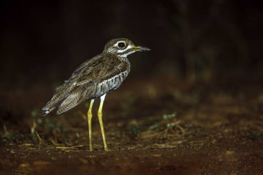 Güney Afrika 'daki Büyük Kruger Ulusal Parkı' nda, Burhinidae familyasından Specie Burhinus vermiculatus 'ta gece boyunca dizlerinin üstünde su vardı. 