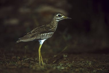 Güney Afrika 'daki Büyük Kruger Ulusal Parkı' nda, Burhinidae familyasından Specie Burhinus vermiculatus 'ta gece boyunca dizlerinin üstünde su vardı. 