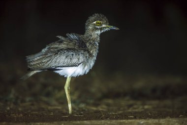 Güney Afrika 'daki Büyük Kruger Ulusal Parkı' nda, Burhinidae familyasından Specie Burhinus vermiculatus 'ta gece boyunca dizlerinin üstünde su vardı. 