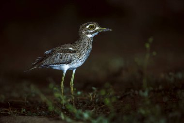 Güney Afrika 'daki Büyük Kruger Ulusal Parkı' nda, Burhinidae familyasından Specie Burhinus vermiculatus 'ta gece boyunca dizlerinin üstünde su vardı. 