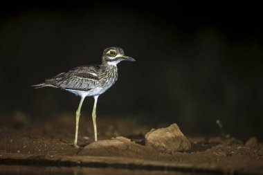 Güney Afrika 'daki Büyük Kruger Ulusal Parkı' nda, Burhinidae familyasından Specie Burhinus vermiculatus 