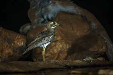 Güney Afrika 'daki Büyük Kruger Ulusal Parkı' nda kayaların önünde duran su, Burhinidae familyasından Specie Burhinus vermiculatus.