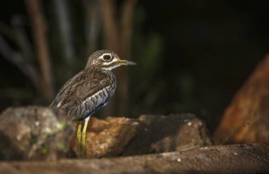 Güney Afrika 'daki Büyük Kruger Ulusal Parkı' nda kayaların önünde duran su, Burhinidae familyasından Specie Burhinus vermiculatus.