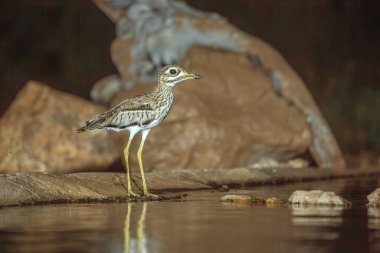 Güney Afrika 'daki Büyük Kruger Ulusal Parkı' nda kayaların önünde duran su, Burhinidae familyasından Specie Burhinus vermiculatus.