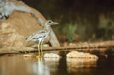 Güney Afrika 'daki Büyük Kruger Ulusal Parkı' nda, Burhinidae familyasından Specie Burhinus vermiculatus 
