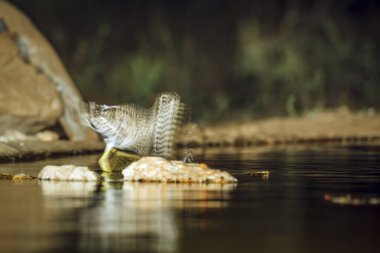 Güney Afrika 'daki Büyük Kruger Ulusal Parkı' nda, Burhinidae familyasından Specie Burhinus vermiculatus 'ta geceleri su birikintisinde su içilmektedir. 