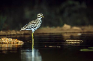 Güney Afrika 'daki Büyük Kruger Ulusal Parkı' nda, Burhinidae familyasından Specie Burhinus vermiculatus 