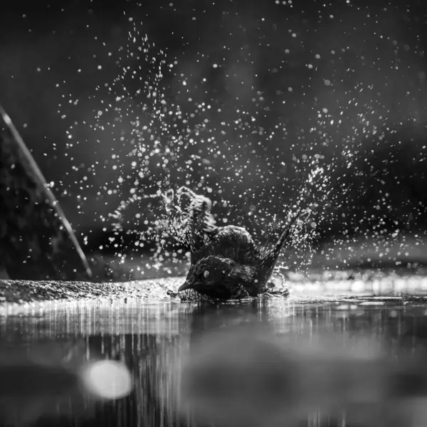 Cape Glossy Starling, Güney Afrika 'daki Büyük Kruger Ulusal Parkı' ndaki su birikintisinde yıkanırken ve sallanırken Sturnidae ailesini besleyen Specie Lamprotornis.