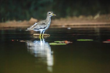 Güney Afrika 'daki Büyük Kruger Ulusal Parkı' nda, Burhinidae familyasından Specie Burhinus vermiculatus 