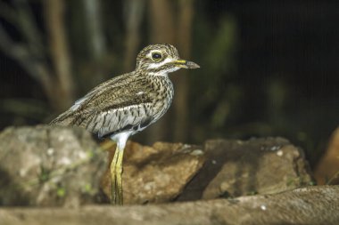Güney Afrika 'daki Büyük Kruger Ulusal Parkı' nda kayaların önünde duran su, Burhinidae familyasından Specie Burhinus vermiculatus. 