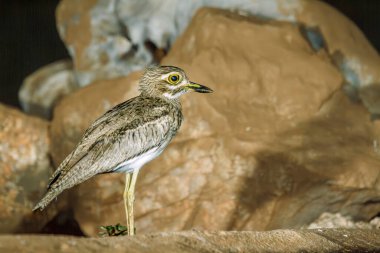 Güney Afrika 'daki Büyük Kruger Ulusal Parkı' nda kayaların önünde duran su, Burhinidae familyasından Specie Burhinus vermiculatus. 