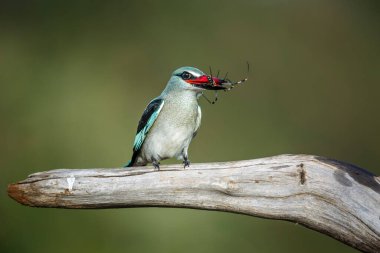 Güney Afrika 'daki Büyük Kruger Ulusal Parkı' nda örümcek avı yakalayan orman kralı Alcedinidae familyasından Specie Halcyon Senegalensis