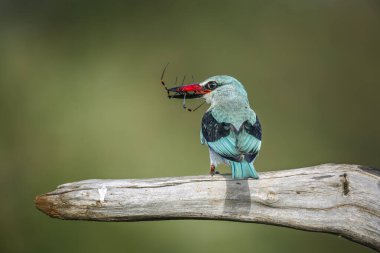 Güney Afrika 'daki Büyük Kruger Ulusal Parkı' nda örümcek avı yakalayan orman kralı Alcedinidae familyasından Specie Halcyon Senegalensis