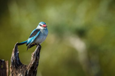 Güney Afrika 'daki Büyük Kruger Ulusal Parkı' nda izole edilmiş bir kütük üzerinde duran orman balıkçısı Alcedinidae familyasından Specie Halcyon senegalensis.