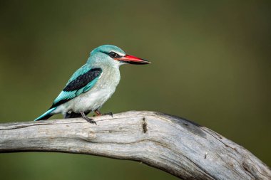Güney Afrika 'daki Büyük Kruger Ulusal Parkı' nda izole edilmiş bir kütük üzerinde duran orman balıkçısı Alcedinidae familyasından Specie Halcyon senegalensis.