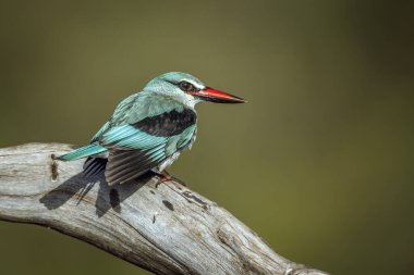 Güney Afrika 'daki Büyük Kruger Ulusal Parkı' nda izole edilmiş bir kütük üzerinde duran orman balıkçısı Alcedinidae familyasından Specie Halcyon senegalensis.
