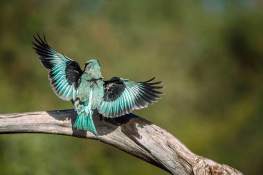 Büyük Kruger Ulusal Parkı, Güney Afrika 'da kanat çırpan orman balıkçısı Alcedinidae familyasından Specie Halcyon Senegalensis