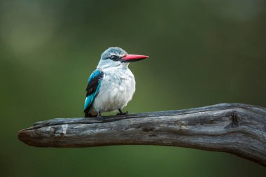 Güney Afrika 'daki Büyük Kruger Ulusal Parkı' nda izole edilmiş bir kütük üzerinde duran orman balıkçısı Alcedinidae familyasından Specie Halcyon senegalensis.