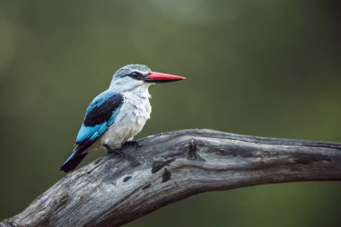 Güney Afrika 'daki Büyük Kruger Ulusal Parkı' nda izole edilmiş bir kütük üzerinde duran orman balıkçısı Alcedinidae familyasından Specie Halcyon senegalensis.