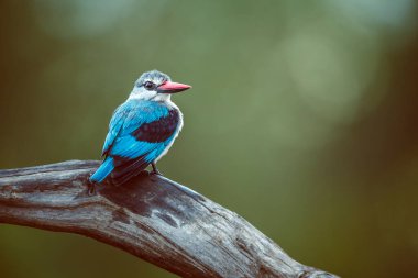Güney Afrika 'daki Büyük Kruger Ulusal Parkı' nda izole edilmiş bir kütük üzerinde duran orman balıkçısı Alcedinidae familyasından Specie Halcyon senegalensis.