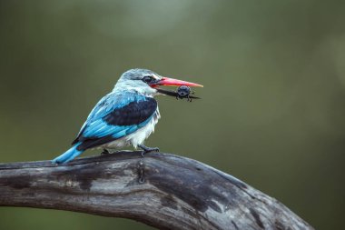 Güney Afrika 'daki Büyük Kruger Ulusal Parkı' nda gübre kıran avıyla orman balıkçısı; Specie Halcyon Senegalensis ailesi Alcedinidae