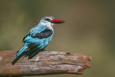 Güney Afrika 'daki Büyük Kruger Ulusal Parkı' nda banyodan sonra kütüğün üzerinde duran orman balıkçısı Alcedinidae familyasından Specie Halcyon Senegalensis.