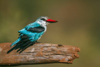 Güney Afrika 'daki Büyük Kruger Ulusal Parkı' nda banyodan sonra kütüğün üzerinde duran orman balıkçısı Alcedinidae familyasından Specie Halcyon Senegalensis.