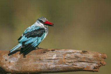 Güney Afrika 'daki Büyük Kruger Ulusal Parkı' nda banyodan sonra kütüğün üzerinde duran orman balıkçısı Alcedinidae familyasından Specie Halcyon Senegalensis.