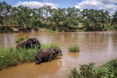 Güney Afrika 'daki Kruger Ulusal Parkı' nda yeşil çimen yiyen iki Afrika fili; Fil familyasından Specie Loxodonta africana