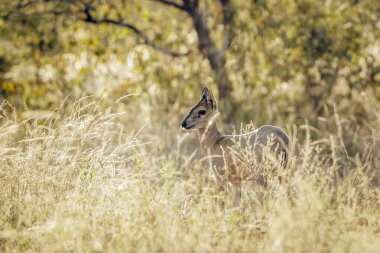 Güney Afrika 'daki Büyük Kruger Ulusal Parkı' nda Bovidae ailesinden Specie Sylvicapra Grimmia 'nın arka aydınlatması.