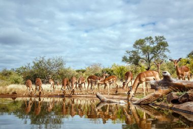 Güney Afrika 'daki Kruger Ulusal Parkı' na yansıyan su birikintisinde içilen yaygın Impala sürüsü Bovidae ailesinden Specie Aepyceros Melampus