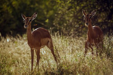 Güney Afrika 'daki Kruger Ulusal Parkı' nda, Bovidae familyasından Specie Aepyceros melampus familyasına ait iki kadın ön görüş.