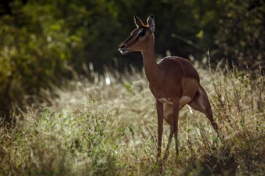 Güney Afrika 'daki Kruger Ulusal Parkı' nda arka planda işeyen yaygın Impala dişisi Bovidae ailesinden Specie Aepyceros melampus