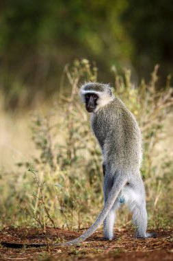 Güney Afrika Kruger Ulusal Parkı 'nda kameraya bakan Vervet maymunu Cercopithecidae ailesinden Specie Chlorocebus pygerythrus