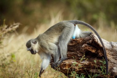 Güney Afrika 'daki Kruger Ulusal Parkı' nda yere atlayan vervet maymunu; Cercopithecidae familyasından Specie Chlorocebus pygerythrus