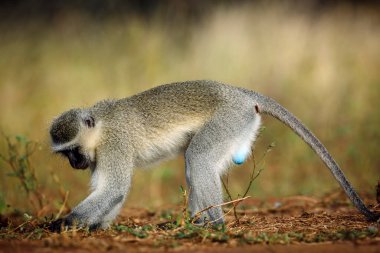 Güney Afrika 'daki Kruger Ulusal Parkı' nda, Cercopithecidae familyasından Specie Chlorocebus pygerythrus 'un tohumlarını arayan maymun maymun maymun.