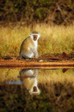 Vervet maymunu Güney Afrika 'daki Kruger Ulusal Parkı' nda, Cercopithecidae ailesinden Specie Chlorocebus pygerythrus 'un su birikintisinde oturuyordu.
