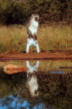 Güney Afrika 'daki Kruger Ulusal Parkı' nda yansımasıyla su birikintisi boyunca dikilen vervet maymunu Cercopithecidae ailesinden Specie Chlorocebus pygerythrus