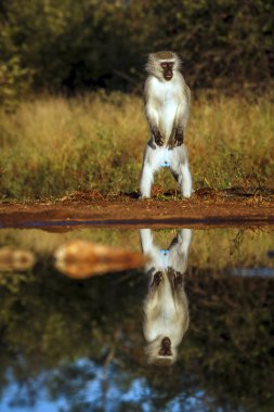 Güney Afrika 'daki Kruger Ulusal Parkı' nda yansımasıyla su birikintisi boyunca dikilen vervet maymunu Cercopithecidae ailesinden Specie Chlorocebus pygerythrus