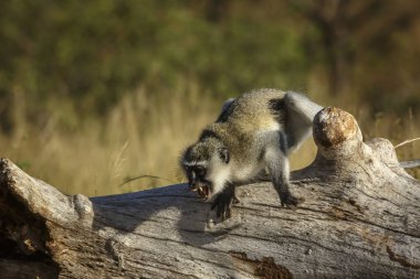 Güney Afrika Kruger Ulusal Parkı 'nda dişlerini gösteren kızgın Vervet maymunu; Cercopithecidae familyasından Specie Chlorocebus pygerythrus