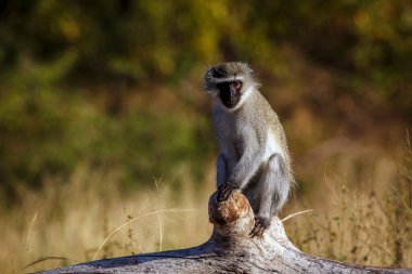 Vervet maymunu, Güney Afrika 'daki Kruger Ulusal Parkı' ndaki bir kameraya bakarak bir kütüğe oturmuştu; Cercopithecidae ailesinden Specie Chlorocebus pygerythrus
