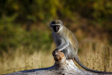 Vervet maymunu, Güney Afrika 'daki Kruger Ulusal Parkı' ndaki bir kameraya bakarak bir kütüğe oturmuştu; Cercopithecidae ailesinden Specie Chlorocebus pygerythrus