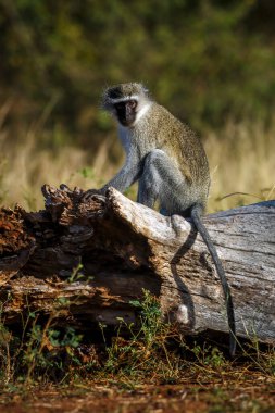 Vervet maymunu, Güney Afrika 'daki Kruger Ulusal Parkı' ndaki bir kameraya bakarak bir kütüğe oturmuştu; Cercopithecidae ailesinden Specie Chlorocebus pygerythrus