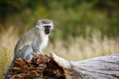Güney Afrika 'daki Kruger Ulusal Parkı' nda bir kütükte oturan vervet maymunu Cercopithecidae familyasından Specie Chlorocebus pygerythrus.