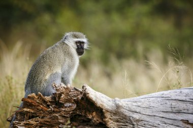 Güney Afrika 'daki Kruger Ulusal Parkı' nda bir kütükte oturan vervet maymunu Cercopithecidae familyasından Specie Chlorocebus pygerythrus.