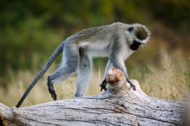 Güney Afrika 'daki Kruger Ulusal Parkı' nda yürüyen vervet maymunu; Cercopithecidae familyasından Specie Chlorocebus pygerythrus