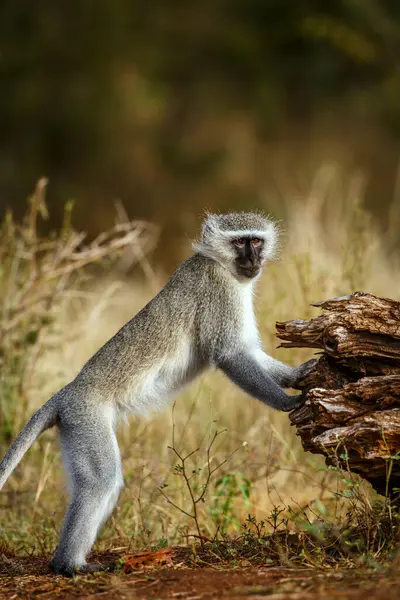Güney Afrika Kruger Ulusal Parkı 'nda kameraya bakan Vervet maymunu Cercopithecidae ailesinden Specie Chlorocebus pygerythrus